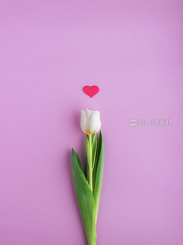 White tulip with heart on pink background. Happy Valentine's day concept.
